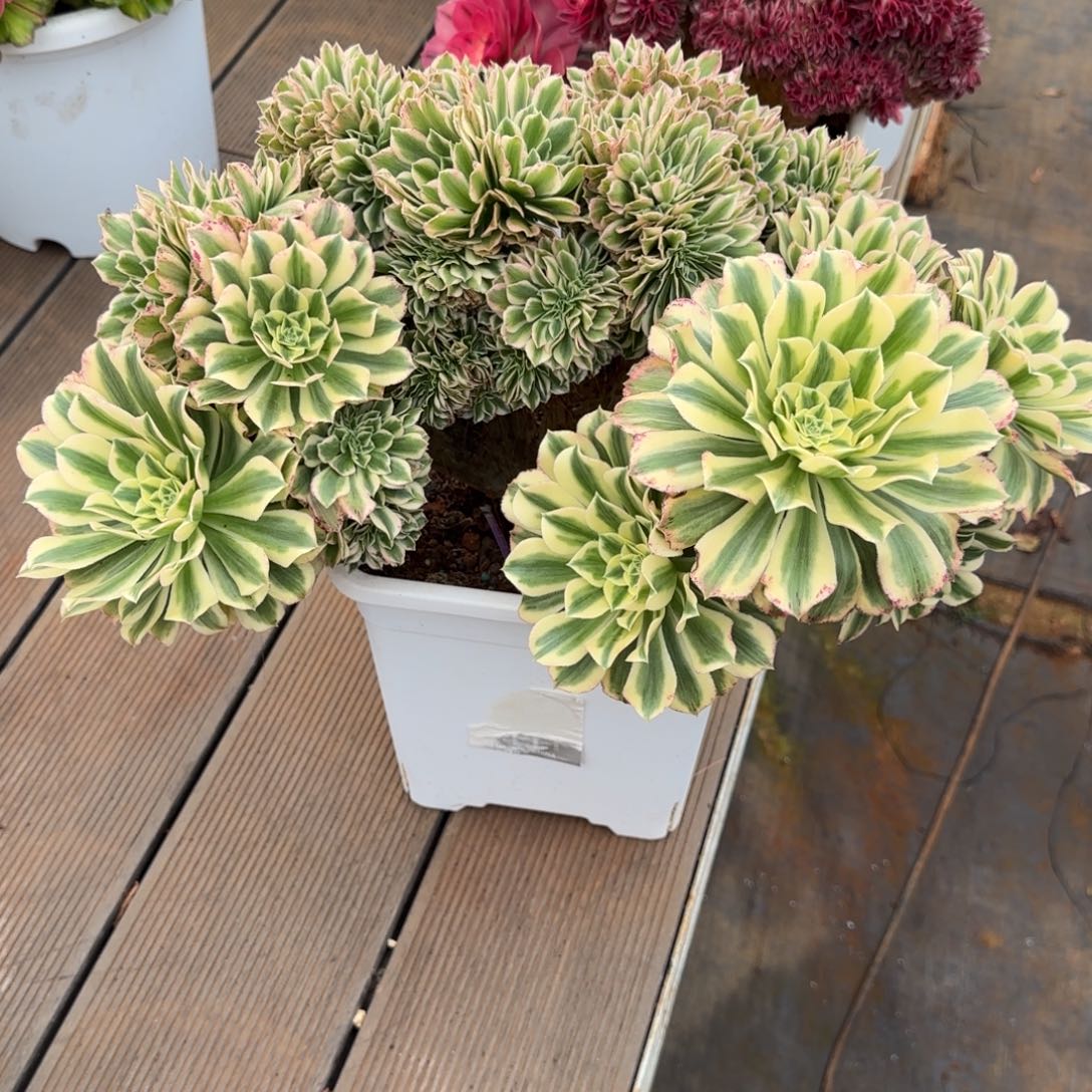 迈巴赫缀化老桩脱土发货