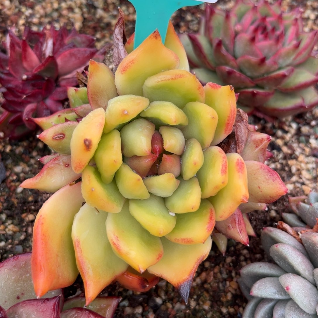 多肉一物一拍0203-71