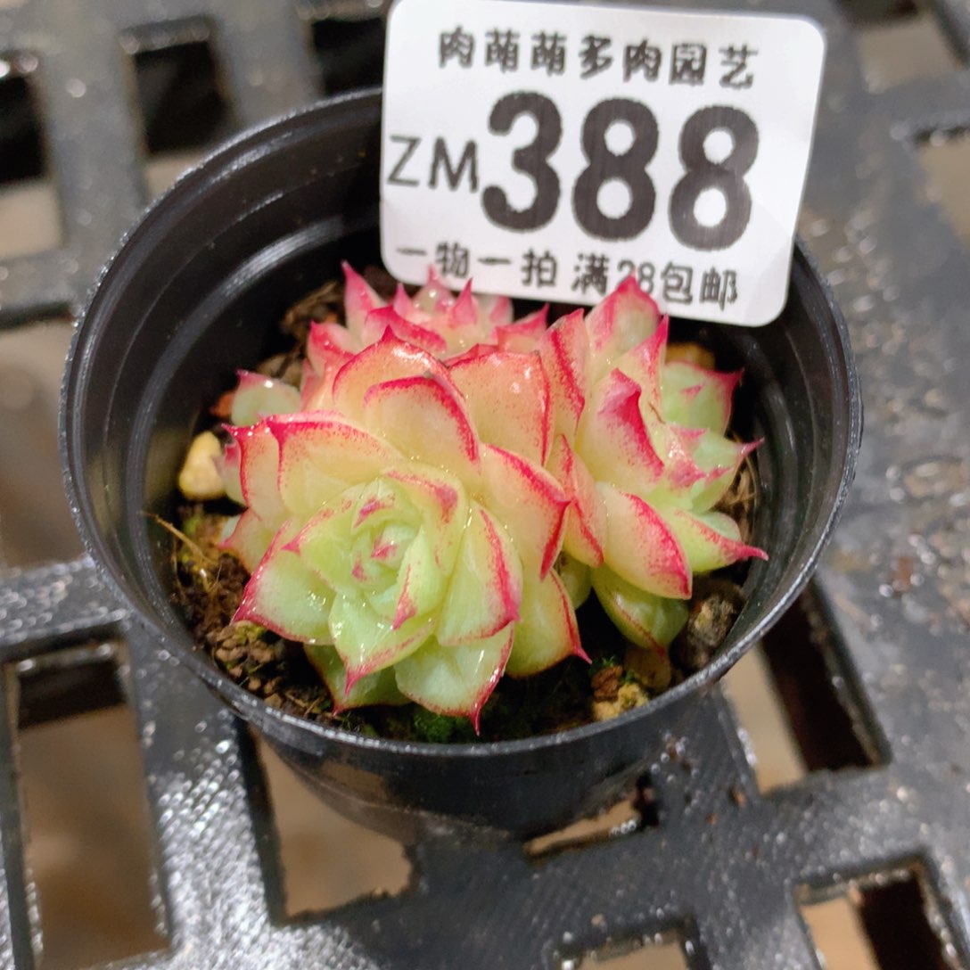 肉萌萌拇指盆精控多肉ZM388