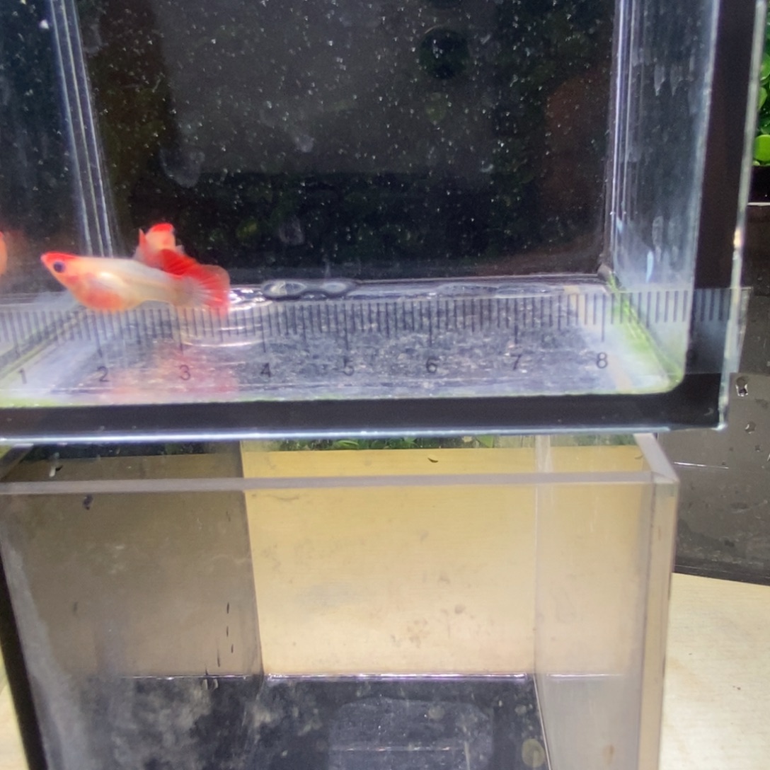 孔雀鱼红头玻璃猫短球体一对