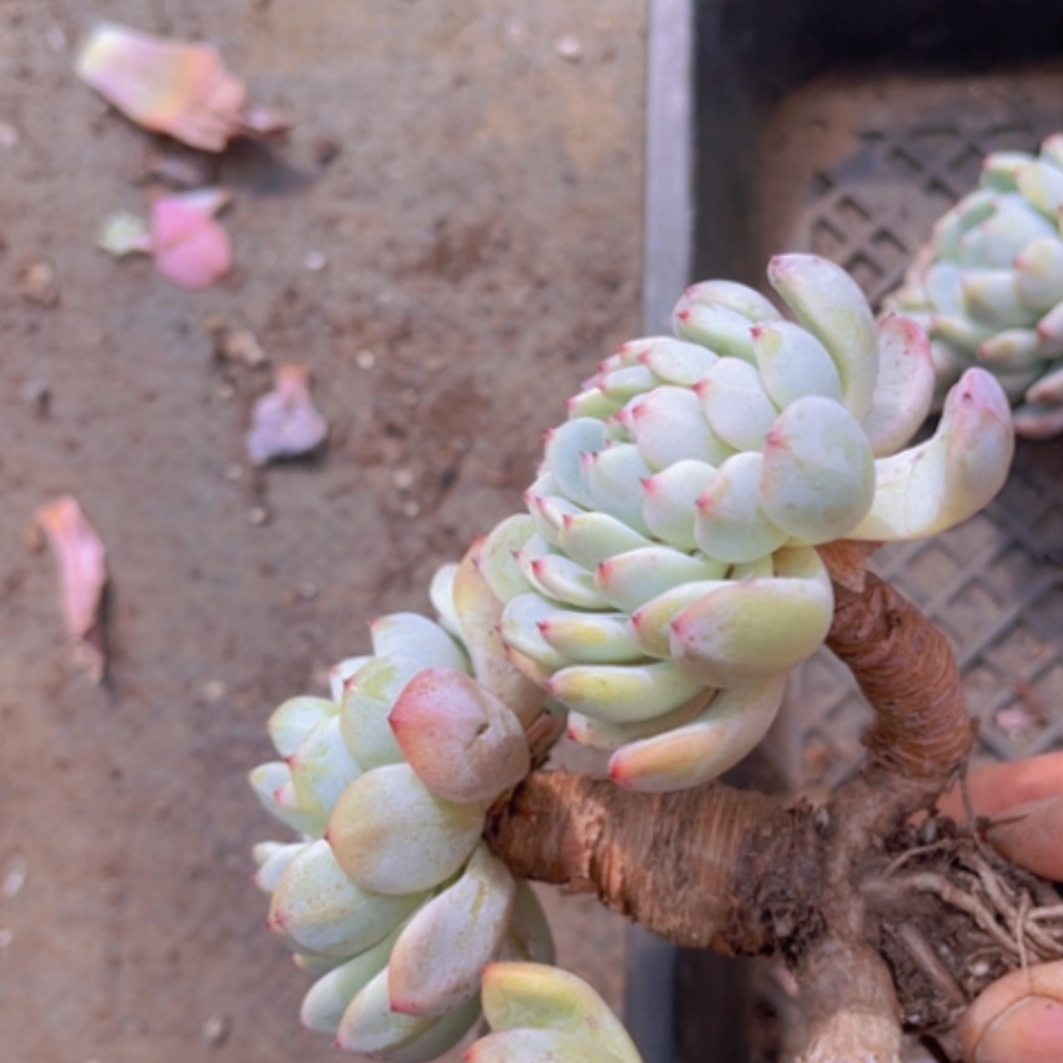 【闪购商品】雪爪17103