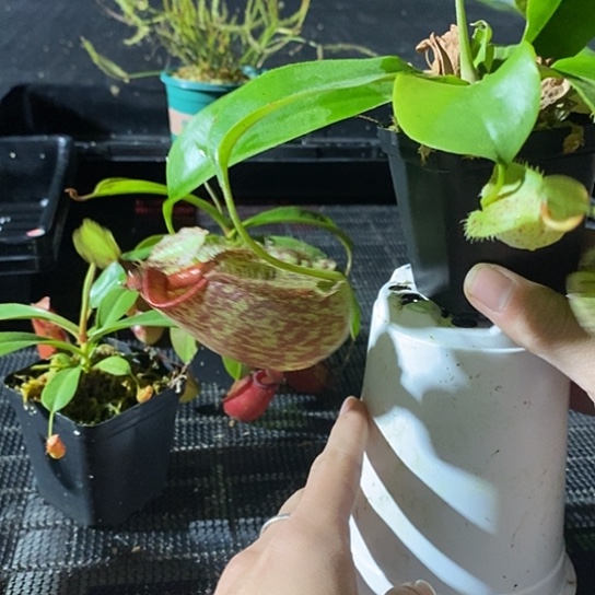 完全开放虎克 大笼子