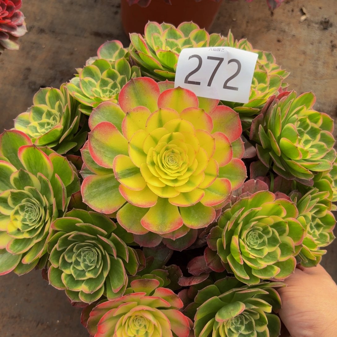 272多肉植物海鲜特价