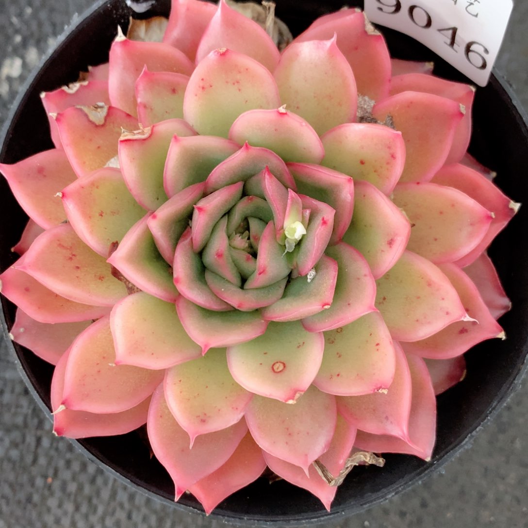 9046叶片有伤特价处理