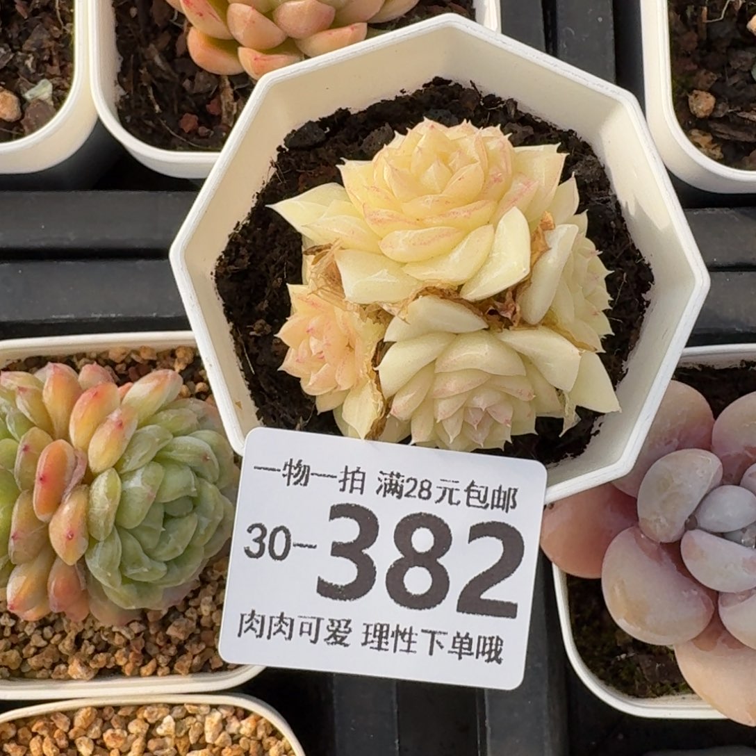 白天鹅无盆土发货无盆