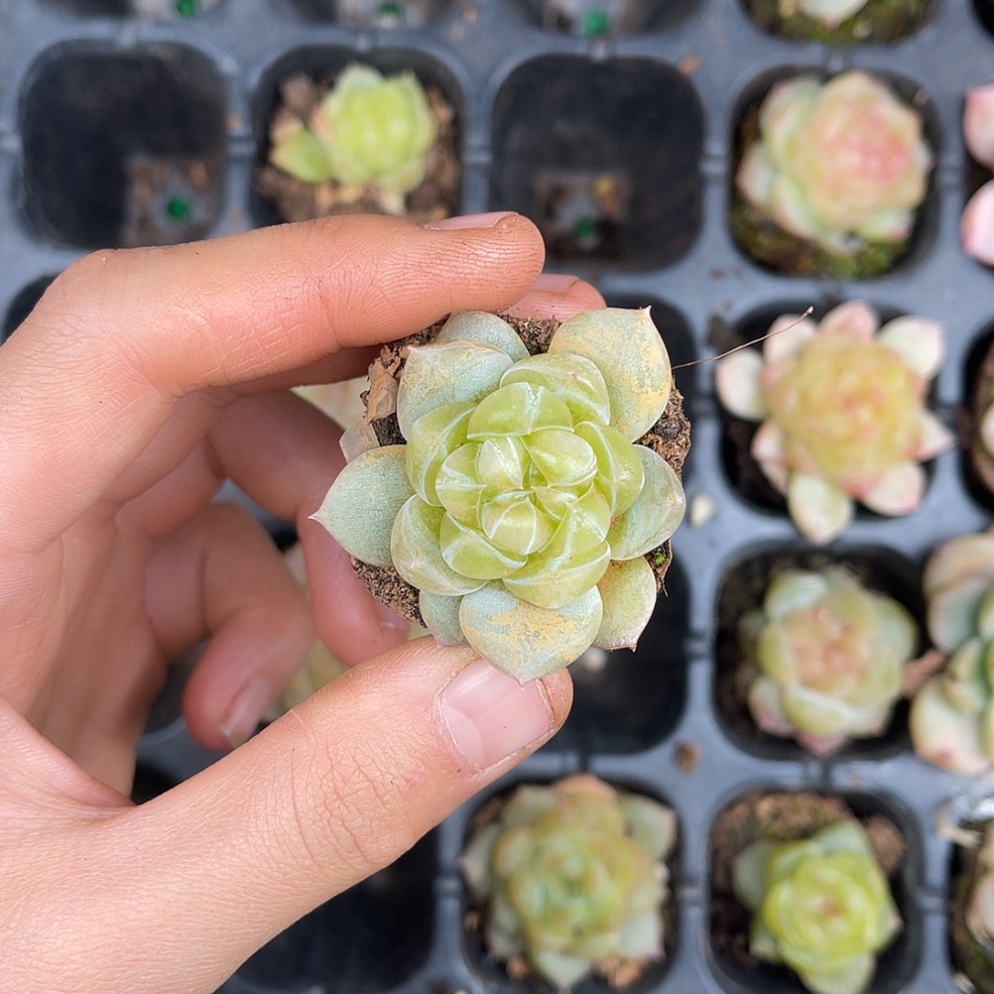 多肉植物一物一拍3-103