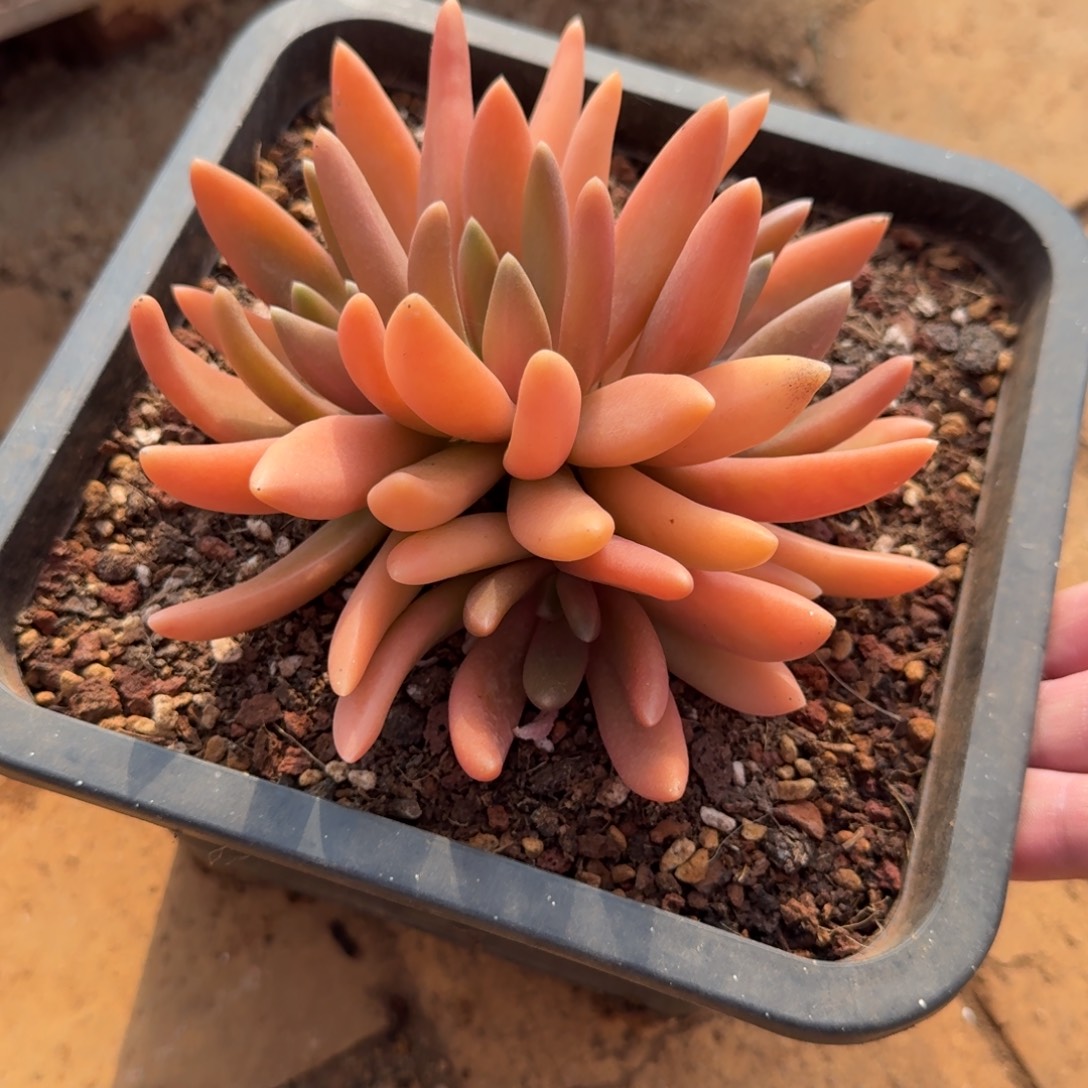 寄养在一家名叫布兰托