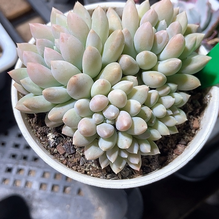 多肉植物743多肉