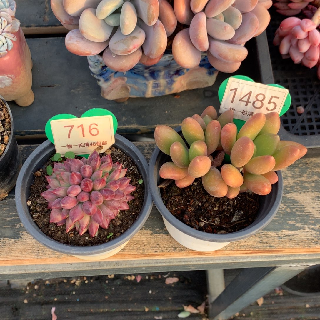 律***风虞美人716+芒果奶1485