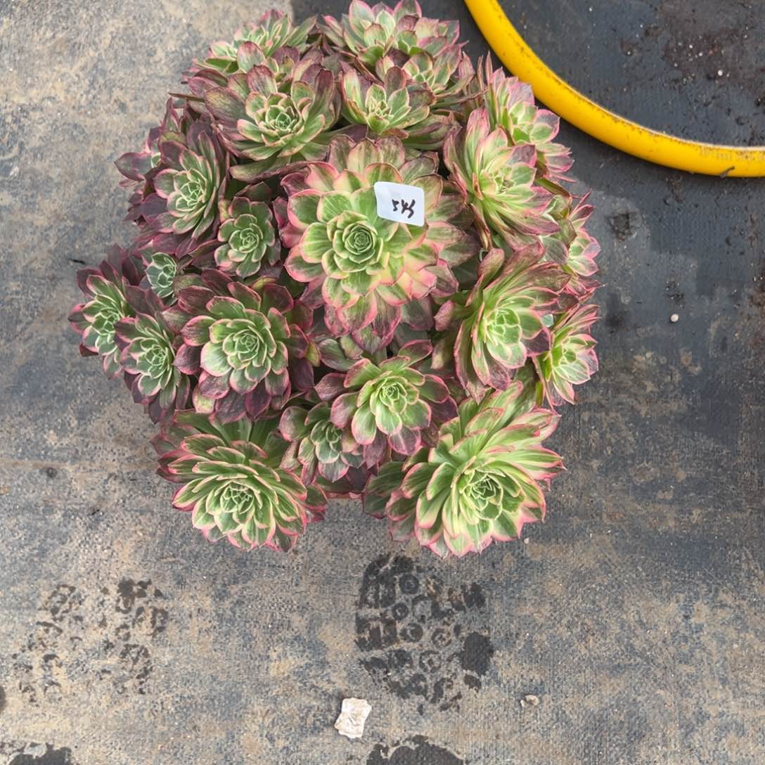 543万花筒有微瑕多肉