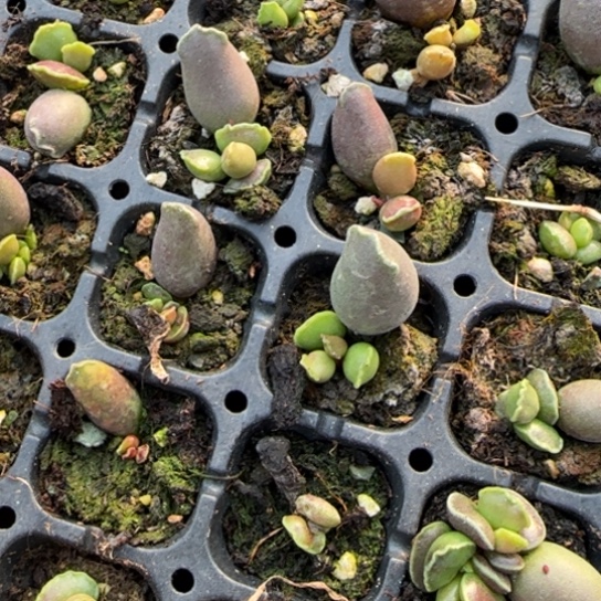 艺姬海豹小苗三颗量拍