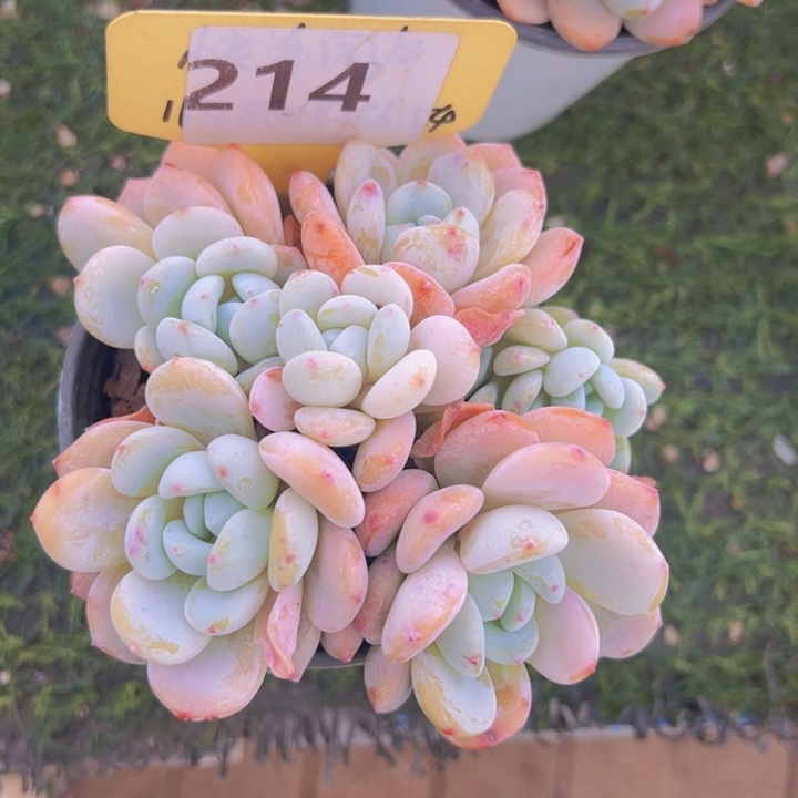 ，健健康康平平安安