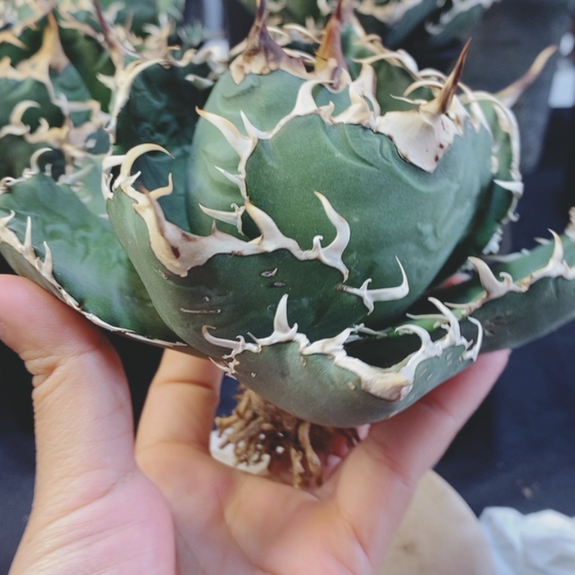 【闪购商品】爱*钱正白