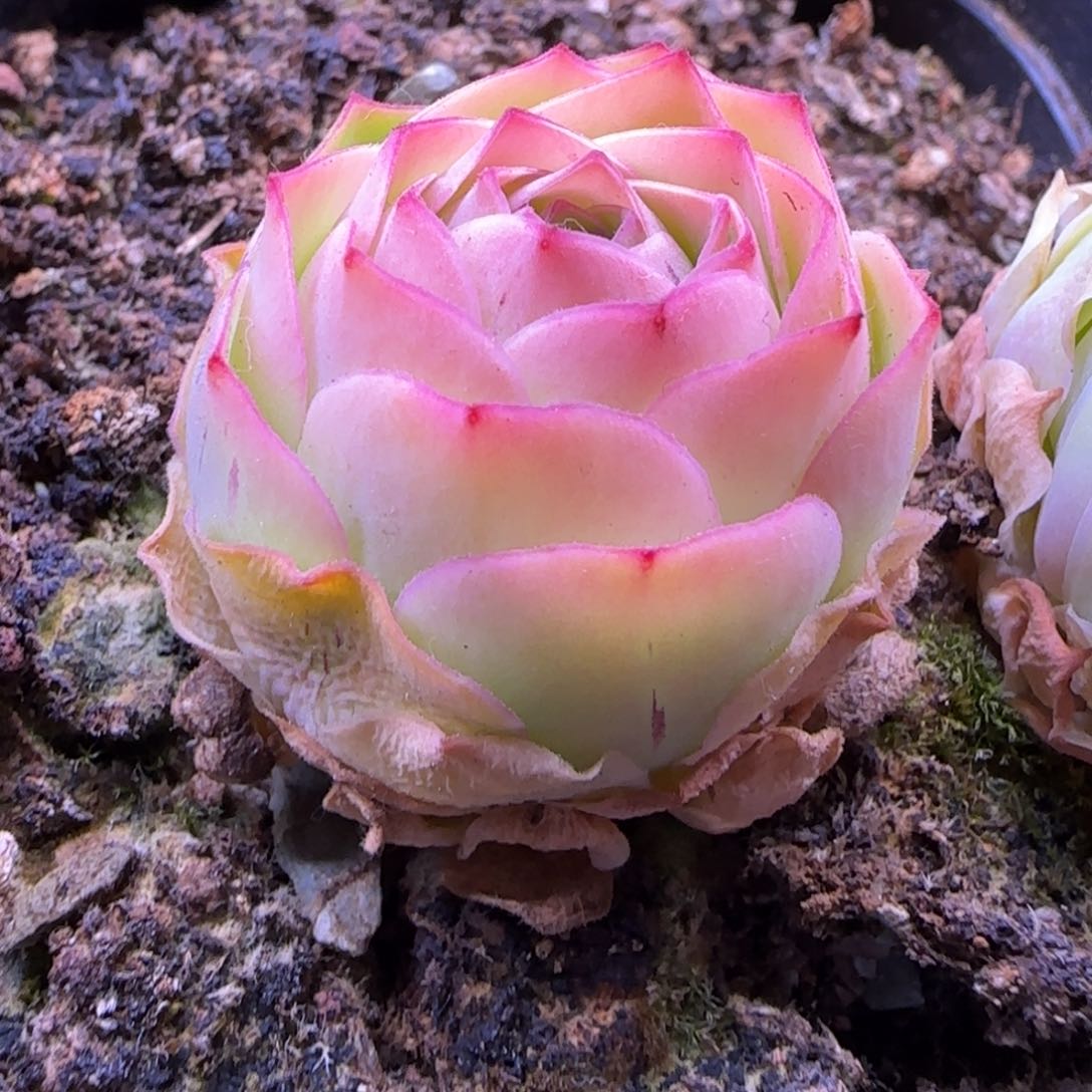 毛绒灵泽玫瑰开播福利180