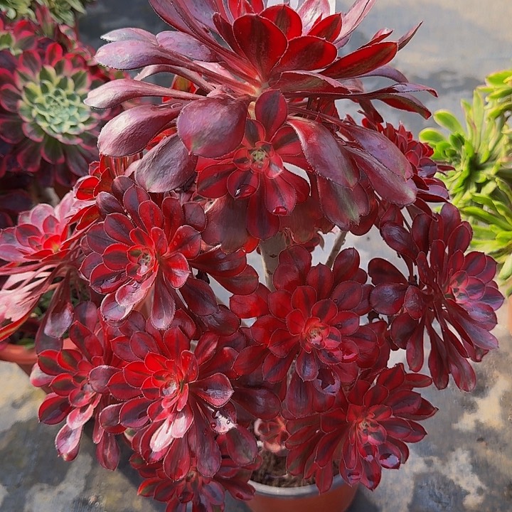 0000000000000000701香奈儿