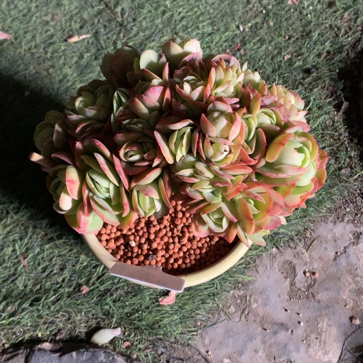 鸡蛋碧桃树缀多肉寄养