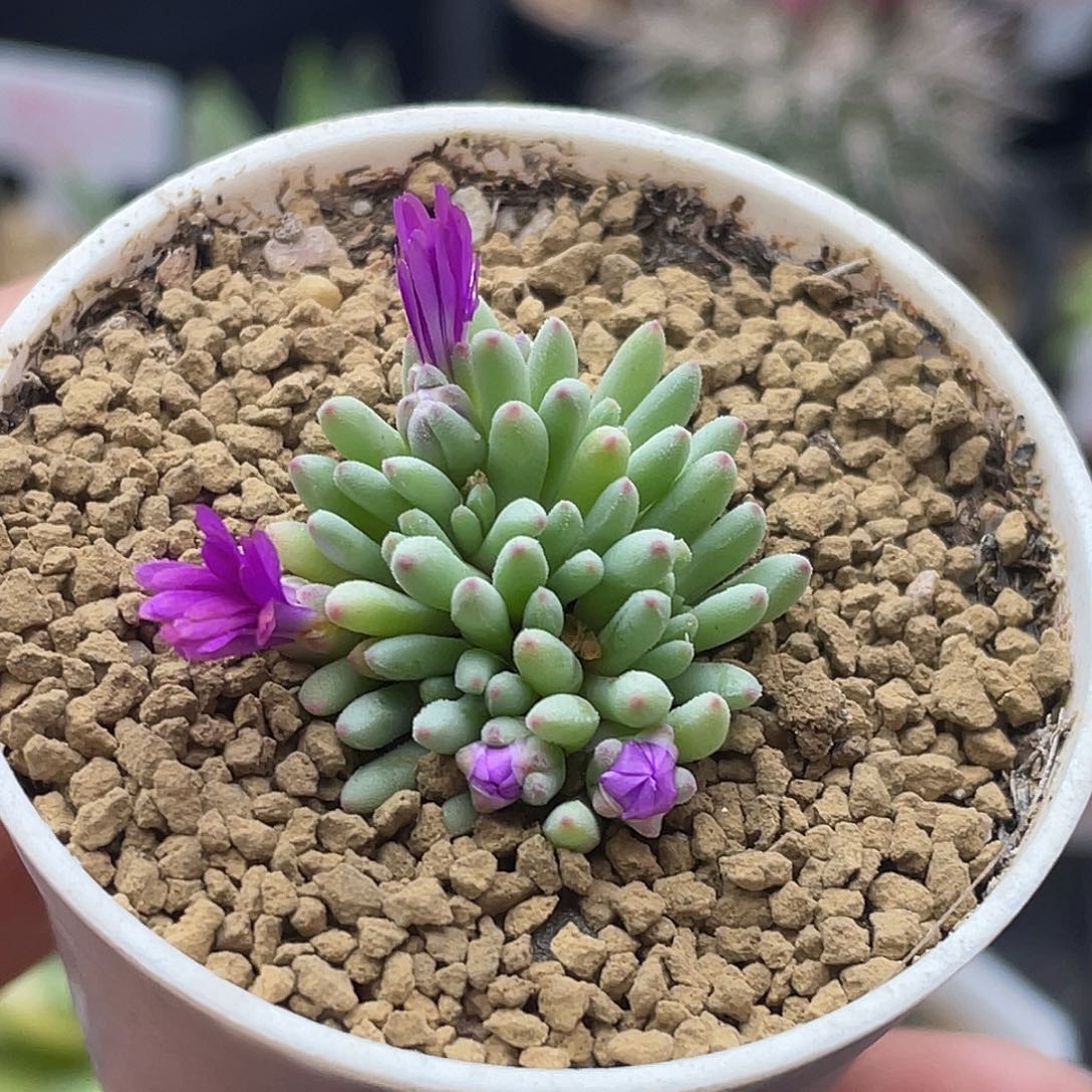 葵珊瑚仙人球多肉植物