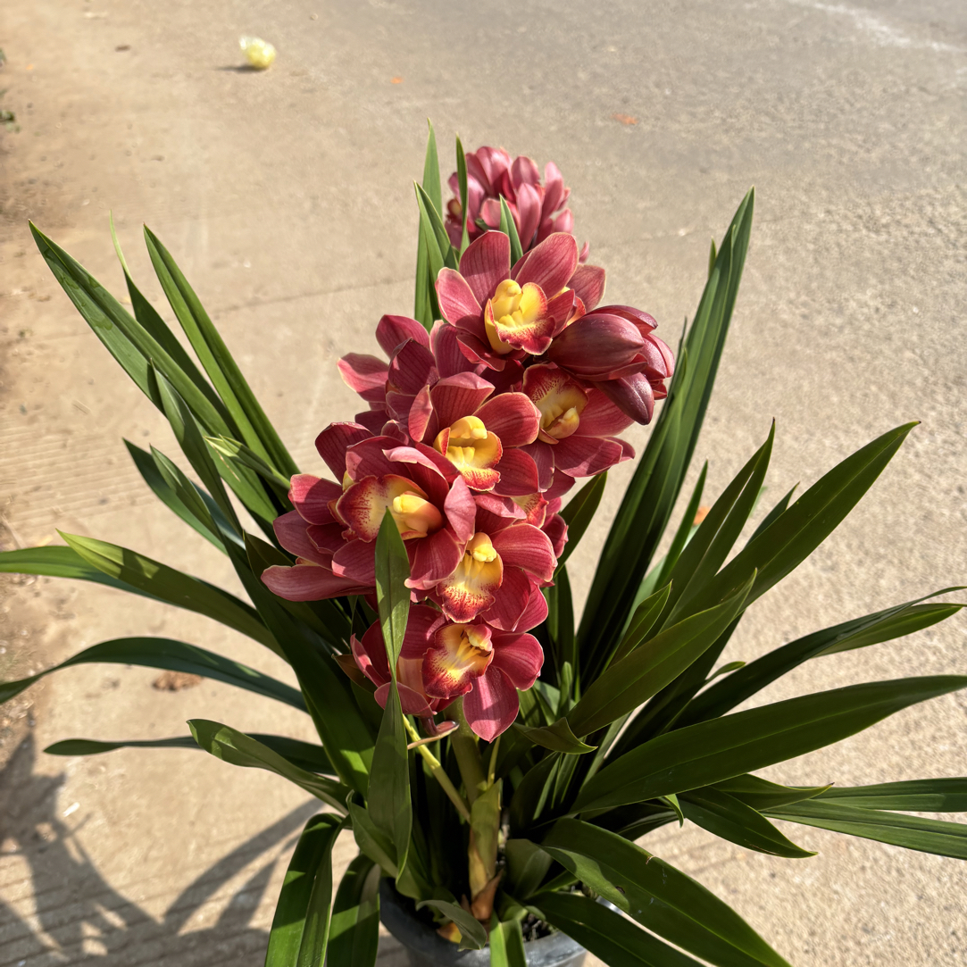 大花蕙兰——梦寐以求（0度以下拍保温棉不拍冻坏不售后）