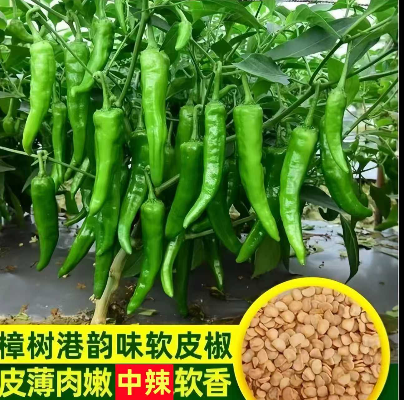 【樟树港辣椒种子】樟树港辣椒种子阳台盆栽蔬菜