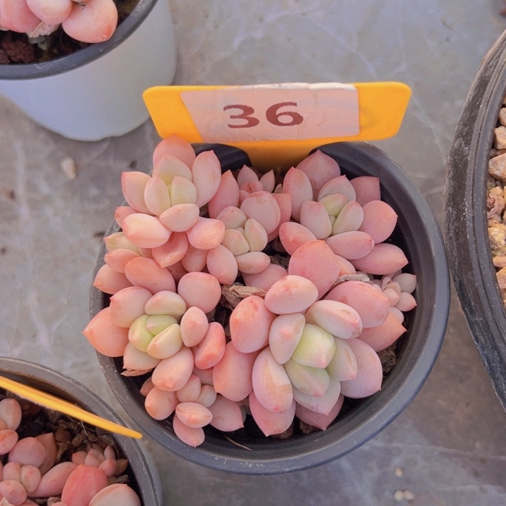 健健康康平平安安