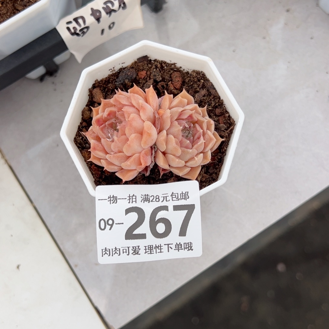 留财多肉多肉多肉多肉