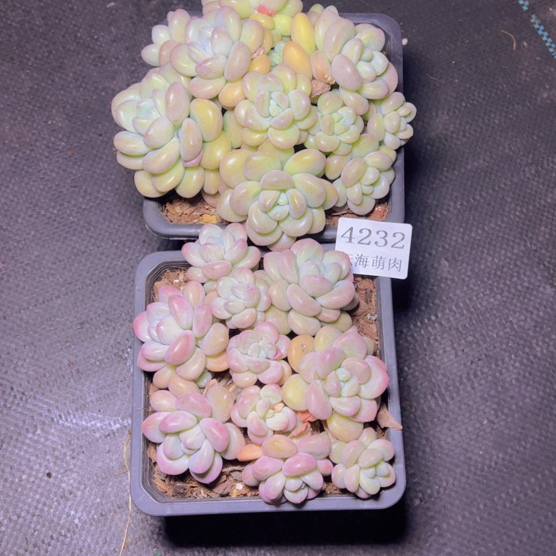 初***光泡泡糖4232多肉植物2颗