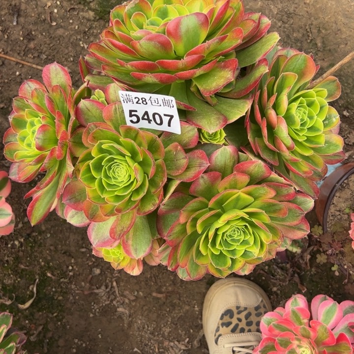 5407奶白多肉植物