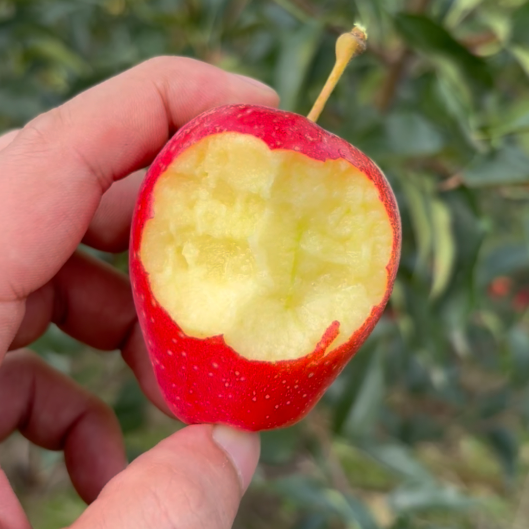 【尖货】东北鸡心果 酸甜可口脆甜多汁 孕妇老少 产地直发