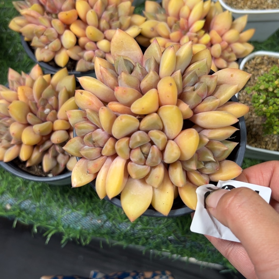 *****791多肉植物组合盆栽