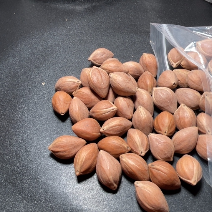 周***阳手串/手链猪牙我是