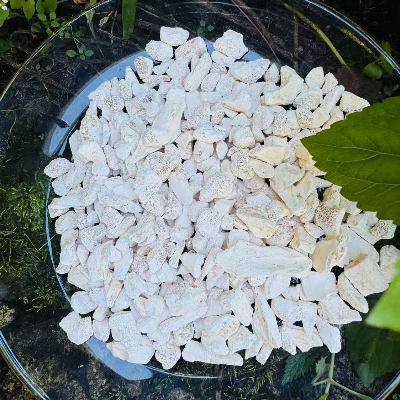 1【龙-骨-干-货】净含量：50g-500g【阿忠现收现卖】