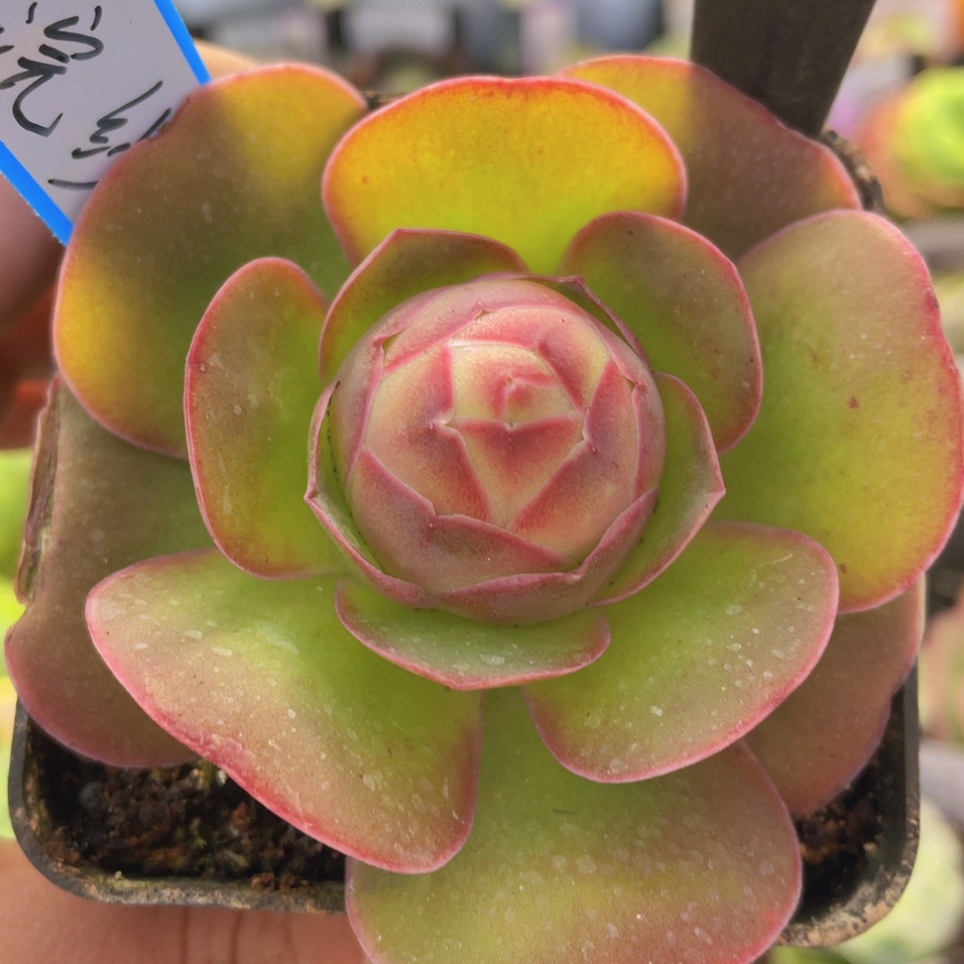 浣纱多肉771一物一拍