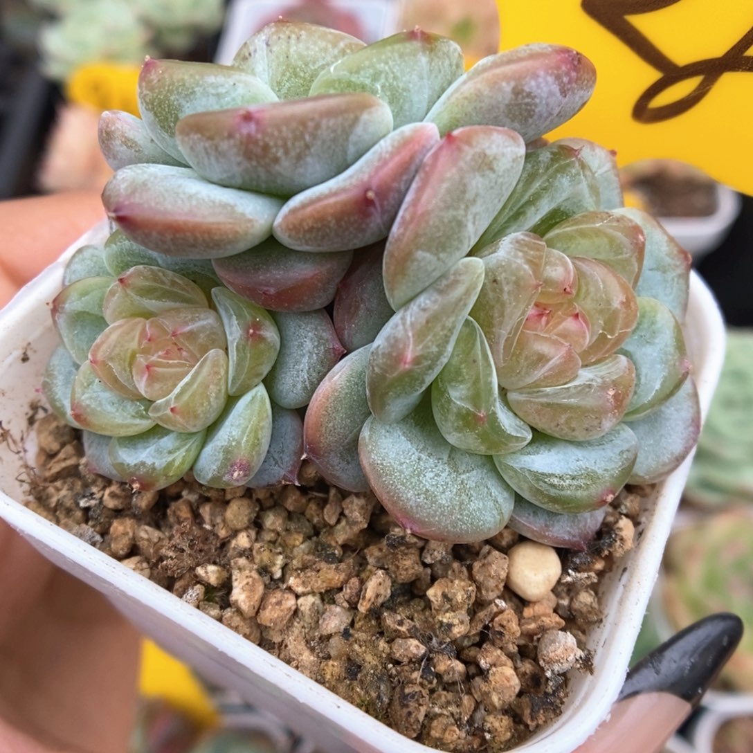 甜心3000群生可拍828号