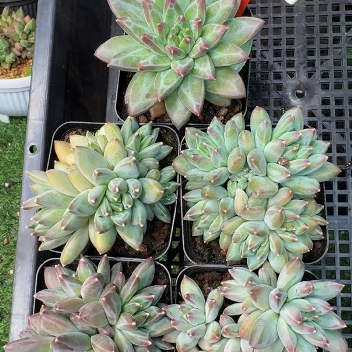 077多肉植物一物一拍