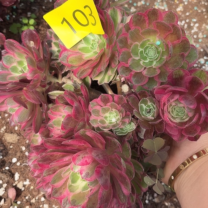 多肉植物福利来103