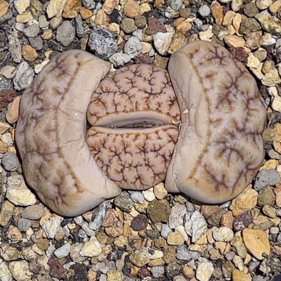 6861睫毛凹凸铁189一颗