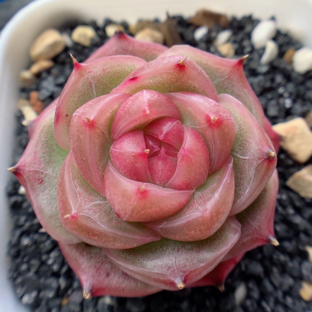 多肉植物。 珍妮24