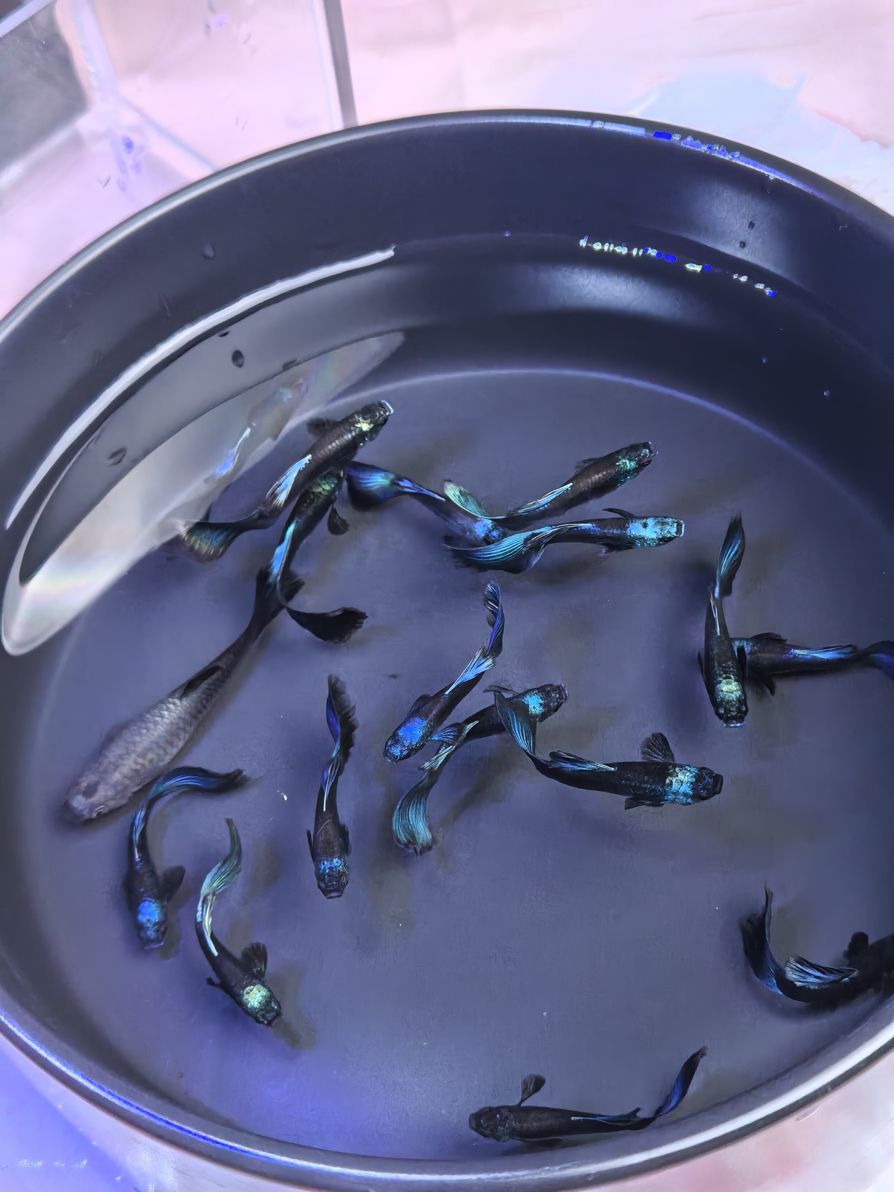 冰蓝孔雀鱼热带观赏鱼纯种好养耐活