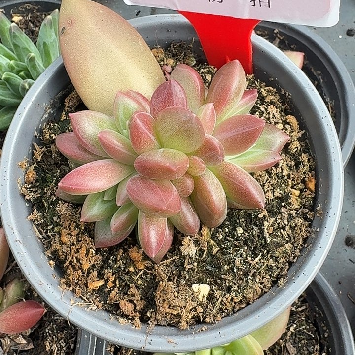 迷雾泡泡619多肉植物