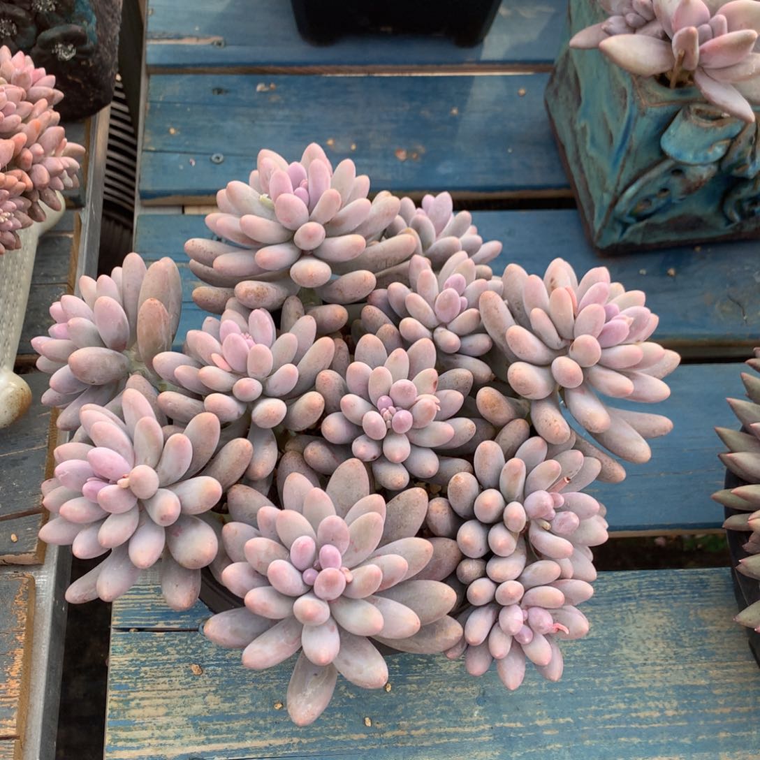 汤圆无砍矮桩平头一物一拍