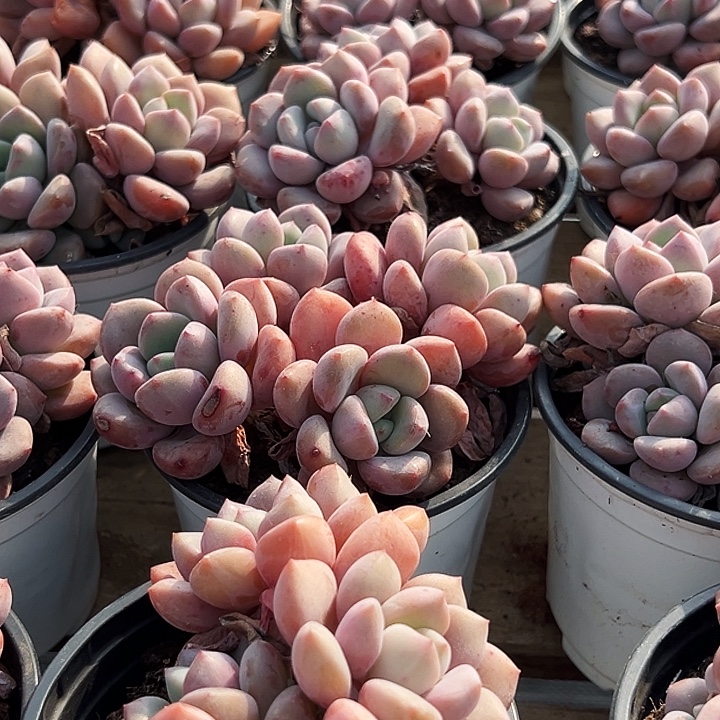    三头起发。  白鹭