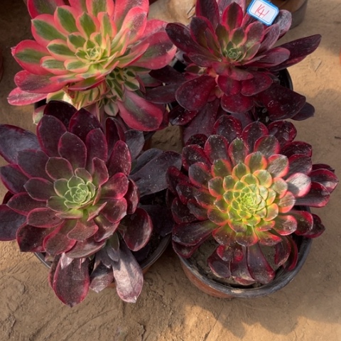 141多肉植物组合