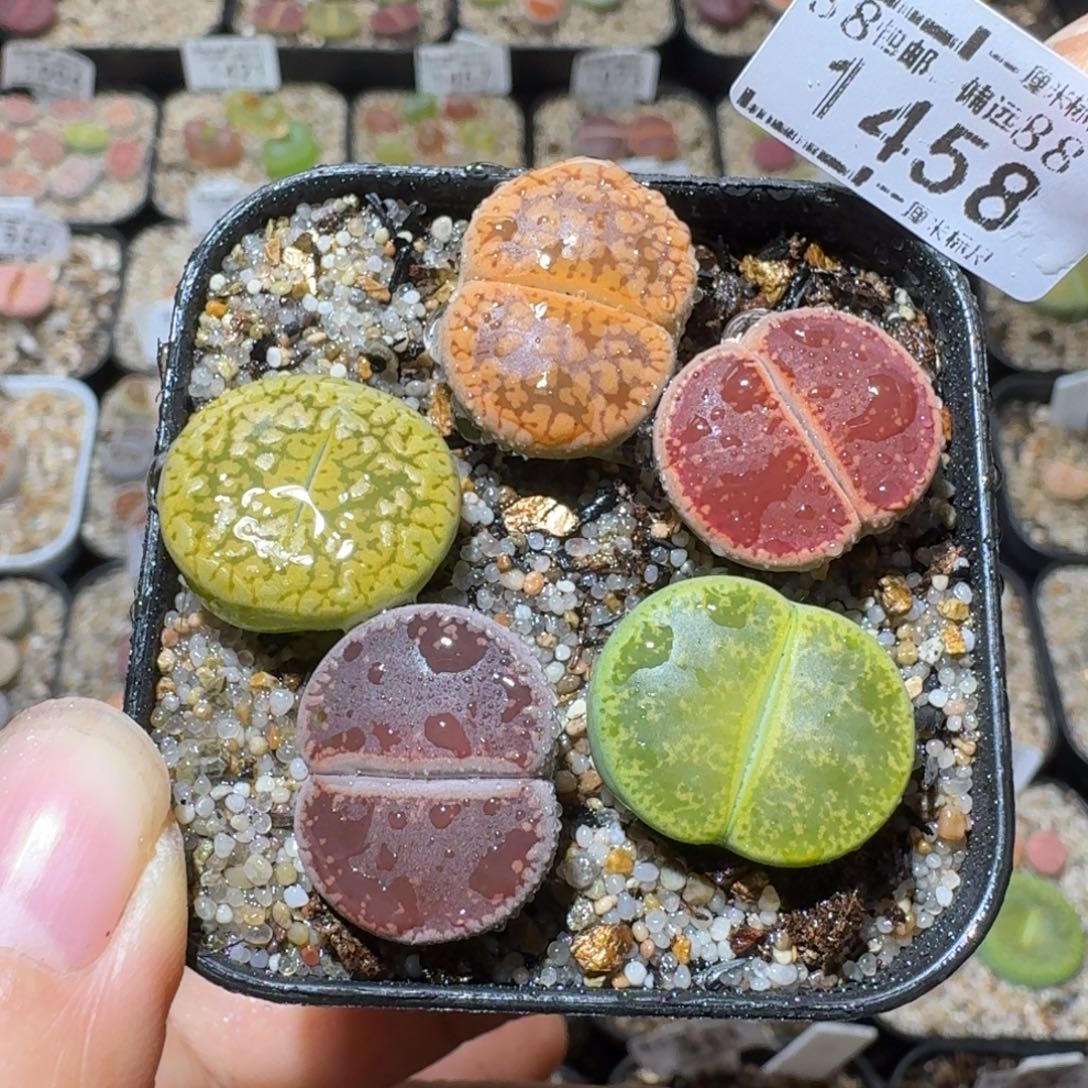 Sss清啊便宜出1458
