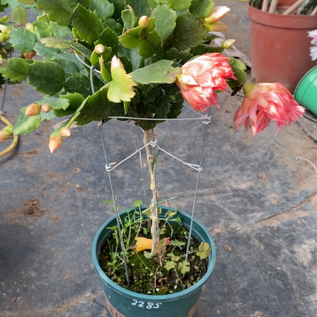 小****无花朵福利款单层