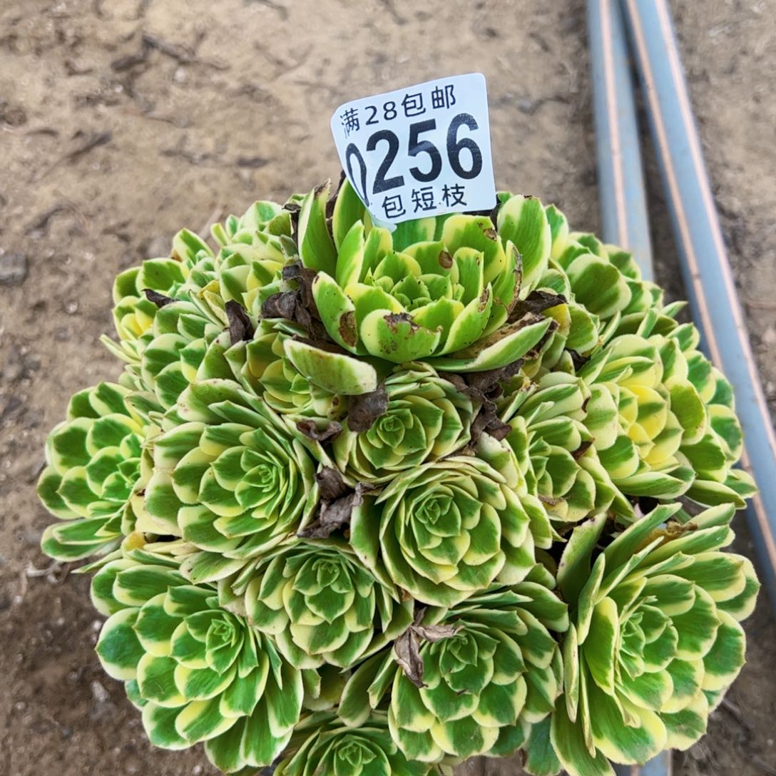 迈巴赫多肉植物法师0256