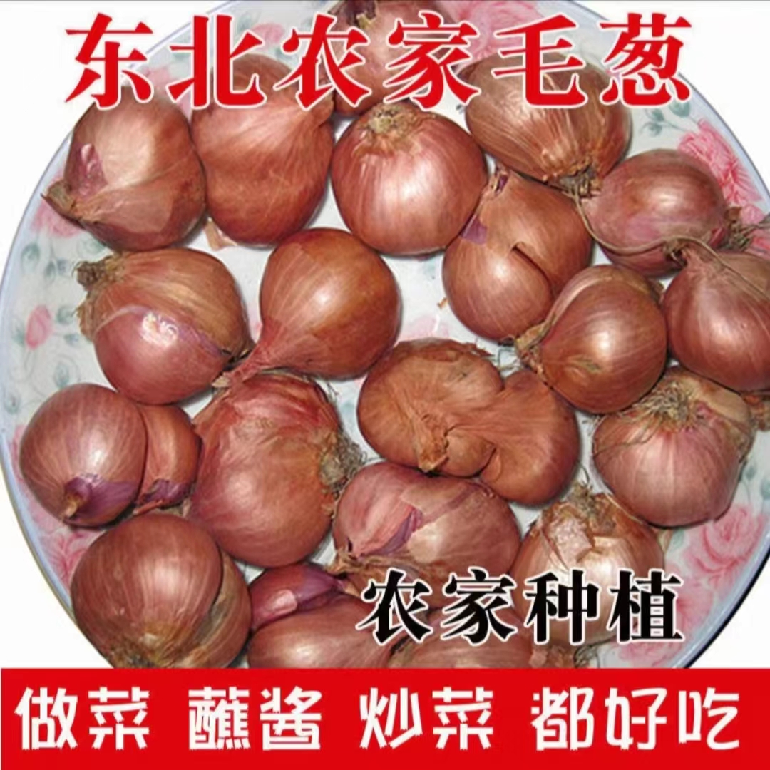 东北毛葱小毛葱干葱头小洋葱蘸酱菜新鲜发货
