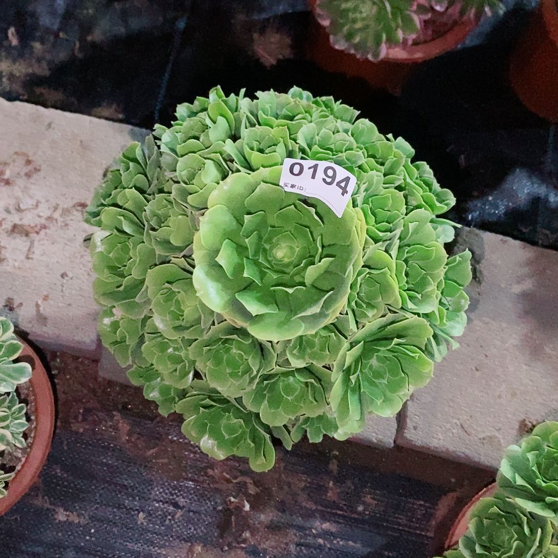绿玫瑰0194多肉1111
