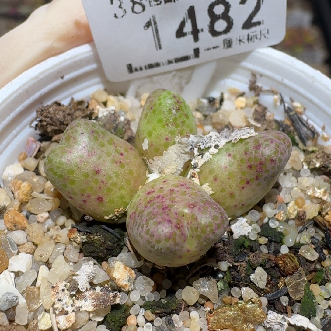 Zzz逛逛小黄车1482