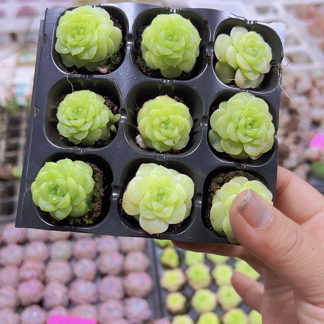 化水色麦秆9个带盘发