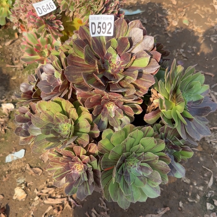 花月夜……炖肉的……多肉植物，